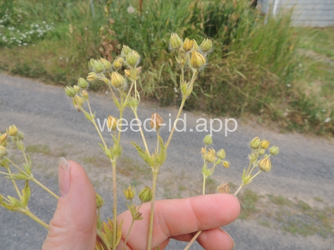 cinquefoil, sulfur